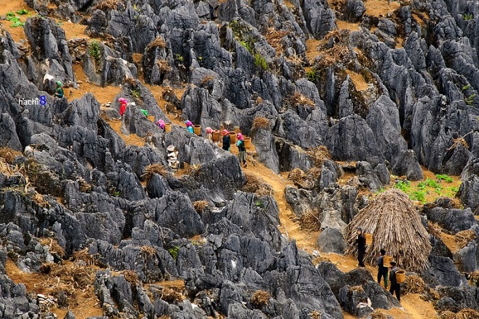 Cao nguyên đá Đồng Văn (hay sơn nguyên Đồng Văn) là một cao nguyên đá trải rộng trên bốn huyện Quản Bạ, Yên Minh, Đồng Văn, Mèo Vạc của tỉnh Hà Giang
